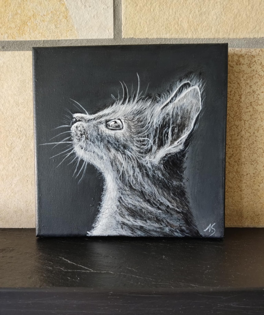 Kitten black & white