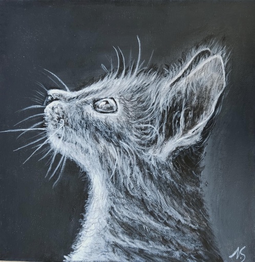 Kitten black & white