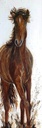 Paard